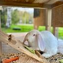 Kārums - M, SIA kafejnīca