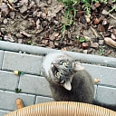 Kārums - M, SIA kafejnīca