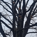 Спиливание деревьев