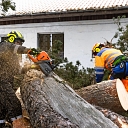 Tree cutting