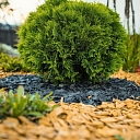 Mulch application