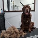 Dog grooming in Riga