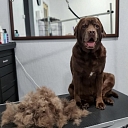 Dog grooming in Riga