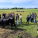 Cattle breeding