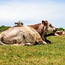 Daily livestock practice