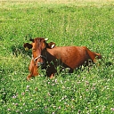 Biological farming