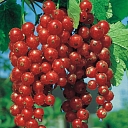 Red bunches of currants