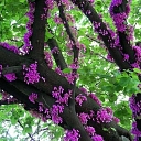 Китайская вишня cudozemiec