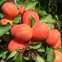 Peach seedlings in harcot