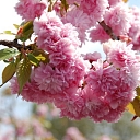 Prunus serrulata kiku shidare sakura