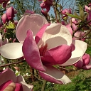 Лук magnolia rustica rubra