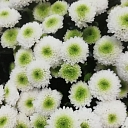 Оптовая продажа цветов ЗОЛОТОЙ ЦВЕТОК