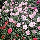 Дешевые цветы ЗОЛОТОЙ ЦВЕТОК