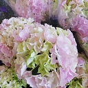 Florist GOLDEN FLOWER