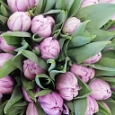 Flowers Talsi GOLDEN FLOWER