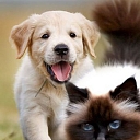 Professional food for pets