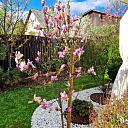 magnolijas