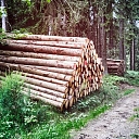 Лесоразработка