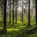 We offer the services of a certified surveyor