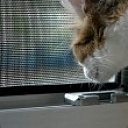 Mosquito nets "Anti-cat"