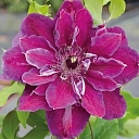 Clematis