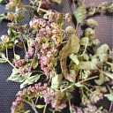 oregano