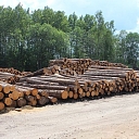 Timber - spruce sawn logs