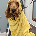 Dog washing