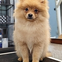 Dog hairdressing
