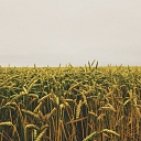 Agricultural land rental