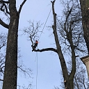 Dangerous tree cutting