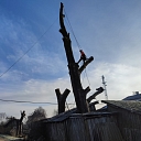 Arboriculture services