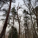 Tree crown formation