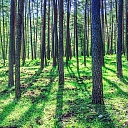 Лесоразработка