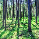 Logging