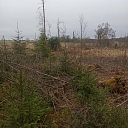 Plantation protection works
