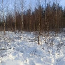 Forestry services