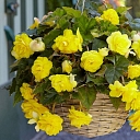Begonia sunny Dream