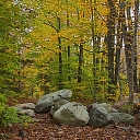 Purchase of  saw logs