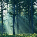 Purchase of felling areas