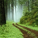 Услуги лесовоза