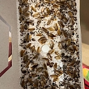 Уничтожение тараканов