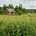 Nettle meadow near the country house – collecting natural medicinal herbs