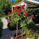 rožu stādīšana