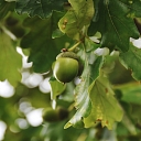 Forest administration