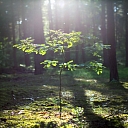 Forestry