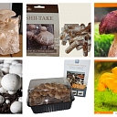 Mushrooms, mushroom growing kits