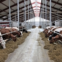 Milk cattle-breeding