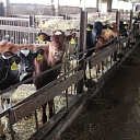 Heifers sale