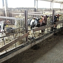 Piena tirdzniecība